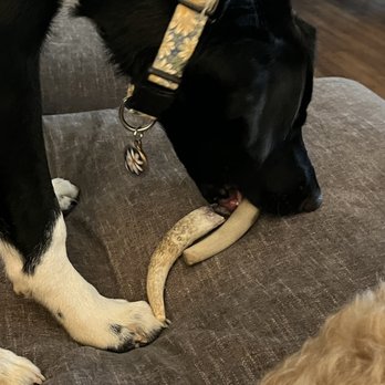 Julies Pets - Elk Antlers. Daisy takes 2 at a time please! - Pet Services Near Me Julies Pets - Elk Antlers. Daisy takes 2 at a time please! - Pet Services Near Me