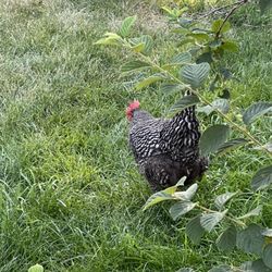 MTB City - Love the few chickens