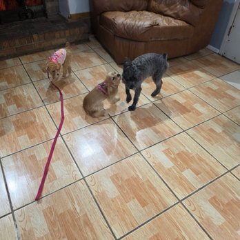 Universal Dog Care Orlando - Kisses - Dog Walkers Near Me - Orlando, Florida Universal Dog Care Orlando - Kisses - Dog Walkers Near Me - Orlando, Florida