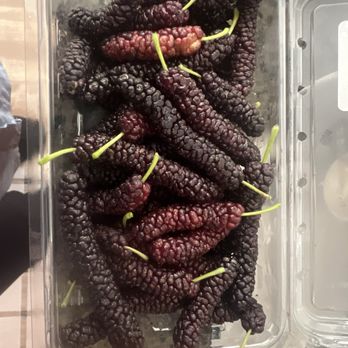 Very Mulberry - We packed four boxes, could have packed a ton more, didn't need to! - Pick Your Own Farms Near Me - Brentwood, California