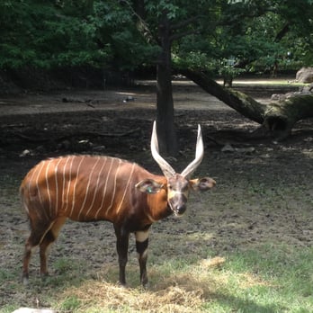 Memphis Zoo - July 10, 2016 15.44.00; Grant's Gazelle - African Veldt Exhibit at Memphis Zoo, Memphis TN - Zoos Near Me - Memphis, Tennessee Memphis Zoo - July 10, 2016 15.44.00; Grant's Gazelle - African Veldt Exhibit at Memphis Zoo, Memphis TN - Zoos Near Me - Memphis, Tennessee
