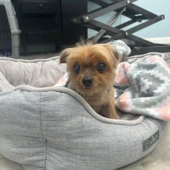 Paw Cutz - Pet Groomers Near Me - Stafford, Virginia