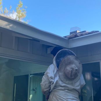 Beekeeper Nova - Nova in action. Yellowjackets are aggressive! He got stung a few times during the process. - Pest Control Near Me
