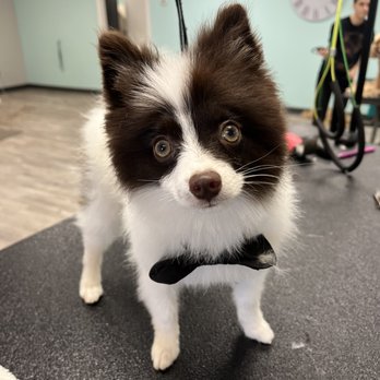Groomingdales - Pet Groomers Near Me - Indianapolis, Indiana