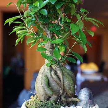 Love2eat - a bonsai tree in a white vase - Thai Near Me - Charlottesville, Virginia Love2eat - a bonsai tree in a white vase - Thai Near Me - Charlottesville, Virginia