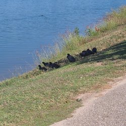 Upper Horsepen Creek Park