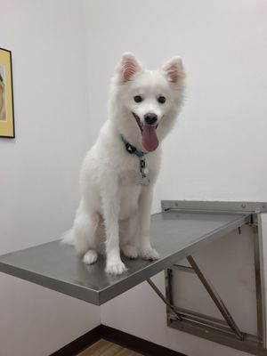 petcare express holcombe