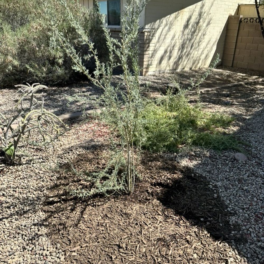 Arizona Worm Farm - Mulch from Arizona Worm Farm around my Ironwood Tree. - Attraction Farms Near Me - Phoenix, Arizona Arizona Worm Farm - Mulch from Arizona Worm Farm around my Ironwood Tree. - Attraction Farms Near Me - Phoenix, Arizona
