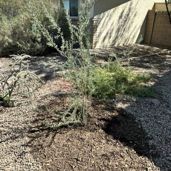 Arizona Worm Farm - Mulch from Arizona Worm Farm around my Ironwood Tree. - Attraction Farms Near Me - Phoenix, Arizona Arizona Worm Farm - Mulch from Arizona Worm Farm around my Ironwood Tree. - Attraction Farms Near Me - Phoenix, Arizona