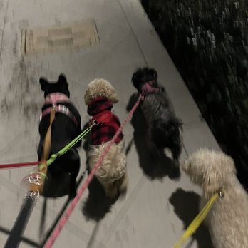 Great Dogs Adventure - Group walk - Pet Boarding Near Me Great Dogs Adventure - Group walk - Pet Boarding Near Me