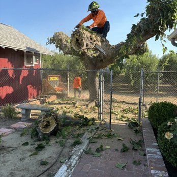 Mid-Valley Tree Service - Tree Services Near Me - Fresno, California Mid-Valley Tree Service - Tree Services Near Me - Fresno, California