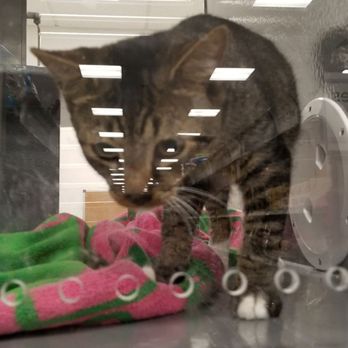 PetSmart - Adopt! - Pet Training Near Me - HONOLULU, Hawaii