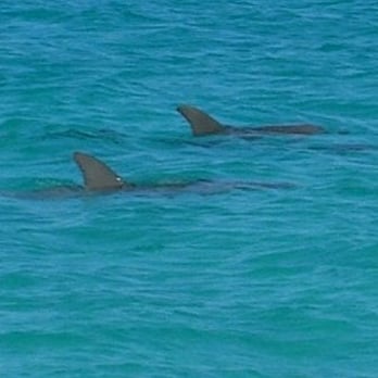 Echo Catamaran Tours - Dos Dolphins - Tours Near Me - Key West, Florida