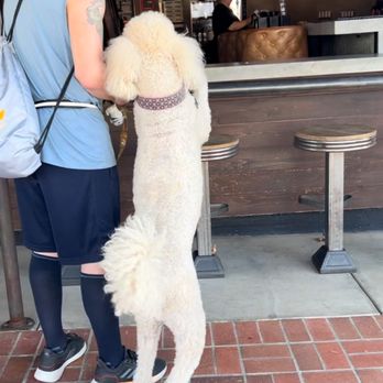Dogs Etc - Pet Training Near Me - Brea, California