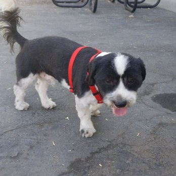 Moises Mobile Grooming - So this happened today!! We finally got a groomer to come out and groom these strays that have been at my job for months!! Thank you! - Pet Groomers Near Me
