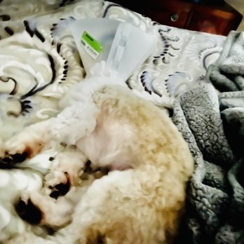 The Dog Wash - Colby trying to sleep with this huge cone , necessary to prevent him from needing surgery - Pet Groomers Near Me - Marlborough, Massachusetts