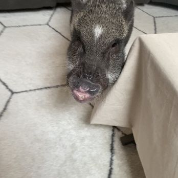 NY Teacup Piggies - Party & Event Planning Near Me NY Teacup Piggies - Party & Event Planning Near Me