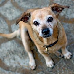 San Pascual Stables - Dog