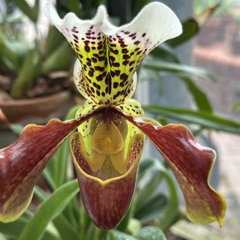 Barbican Conservatory - Venus Slipper orchids are always a treat to see. - Performing Arts Near Me - London, XGL