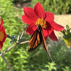 Bartholdi Fountain and Gardens - Butterfly on flower