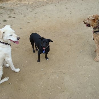 Wags and Walkabout Pet Services - Pet Services Near Me - Oakland, California Wags and Walkabout Pet Services - Pet Services Near Me - Oakland, California