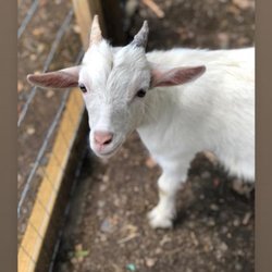 Nana's Main Street Cottage - Casper the Friendly Goat