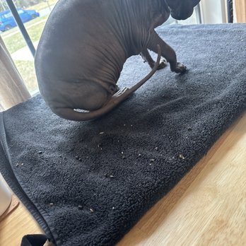 Liz House Cleaning Service - This is a heating pad covered with a towel that my cats sit on on my desk covered in food - Office Cleaning Near Me Liz House Cleaning Service - This is a heating pad covered with a towel that my cats sit on on my desk covered in food - Office Cleaning Near Me