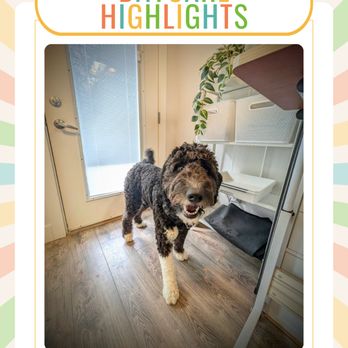 Terra Nova Canines - Pet Sitting Near Me - Surrey, British Columbia Terra Nova Canines - Pet Sitting Near Me - Surrey, British Columbia