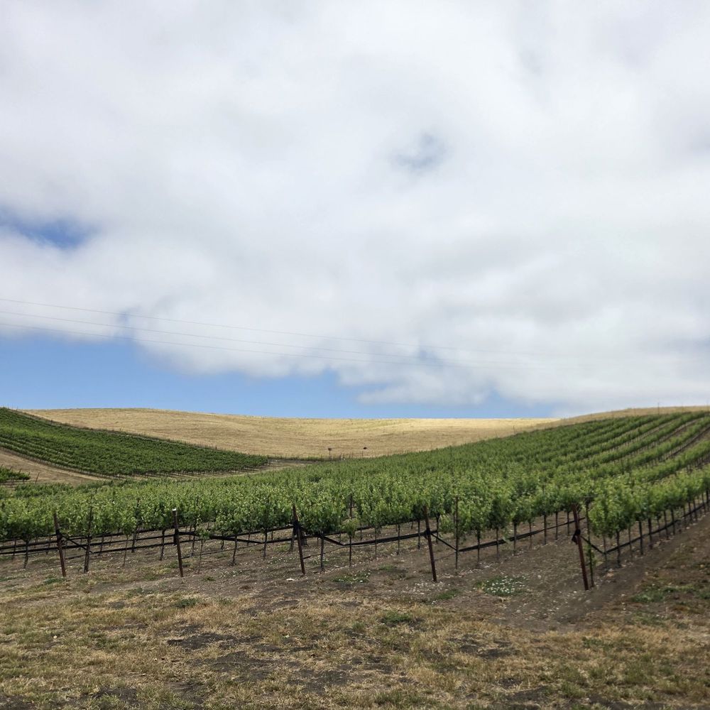 Paso Robles Winery Trolley - This is the view from the Jack Creek winery! Magical - Wine Tasting Room Near Me
