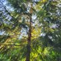 West Coast Tree Care