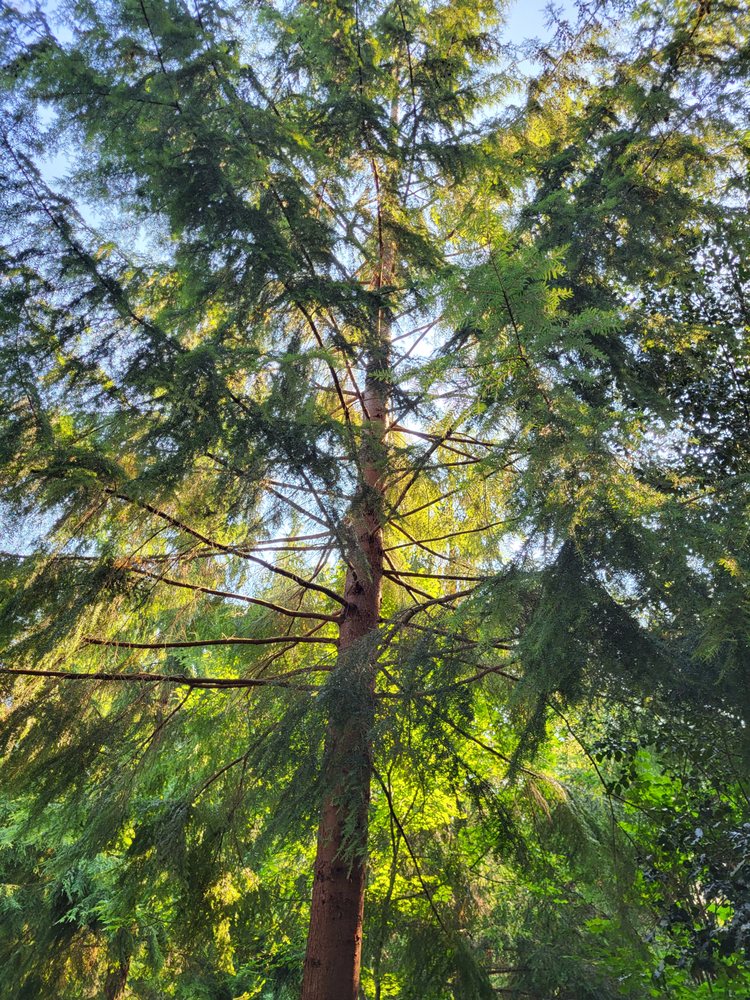 WEST COAST TREE CARE - Updated April 2026 - 10 Reviews - 11410 NE 124th ...