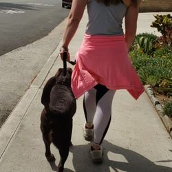 Cornerstone Companions Service Dogs