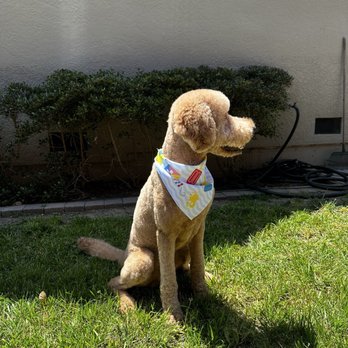 Classy Canine's Wiggle Rumps - Pet Groomers Near Me - Castrovalley, California