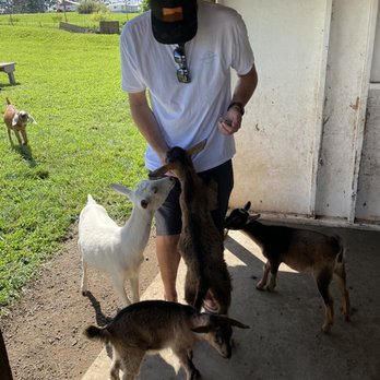 Honomu Goat Dairy - Attraction Farms Near Me - Honomu, Hawaii Honomu Goat Dairy - Attraction Farms Near Me - Honomu, Hawaii