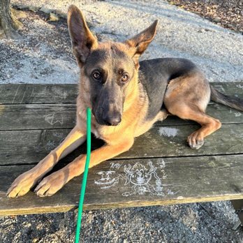 Shepherd Kingdom - Pet Breeders Near Me - Millersburg, Ohio