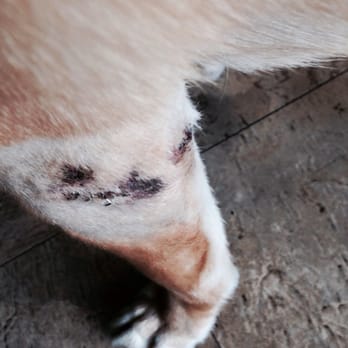 Rosemont Veterinary Hospital - Tucker's leg that had a pit bull latched on to it. Bite marks all around. - Veterinarians Near Me - La Crescenta, California Rosemont Veterinary Hospital - Tucker's leg that had a pit bull latched on to it. Bite marks all around. - Veterinarians Near Me - La Crescenta, California