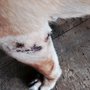 Photo of Rosemont Veterinary Hospital