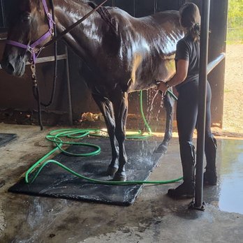 Fiddler's Green - This image shows a dark brown horse being washed by a person in a grooming stall. The horse is wet, and a green hose is on th... - Horse Boarding Near Me - Bryan, Texas Fiddler's Green - This image shows a dark brown horse being washed by a person in a grooming stall. The horse is wet, and a green hose is on th... - Horse Boarding Near Me - Bryan, Texas