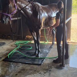 This image shows a dark brown horse being washed by a person in a grooming stall. The horse is wet, and a green hose is on th...