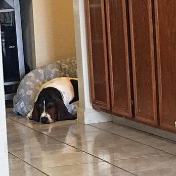 Camp Run-A-Mutt - KO after camp. Took two days to recover lol - Pet Sitting Near Me - Chula Vista, California Camp Run-A-Mutt - KO after camp. Took two days to recover lol - Pet Sitting Near Me - Chula Vista, California
