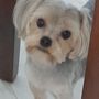 Photo of Dee Grooming