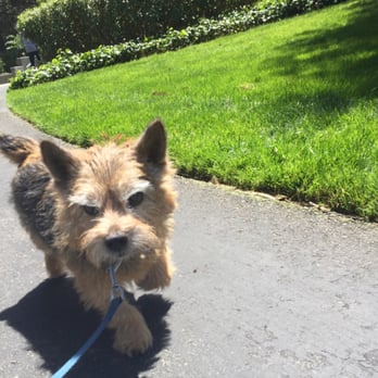 Doggy Dash - Dog Walkers Near Me Doggy Dash - Dog Walkers Near Me
