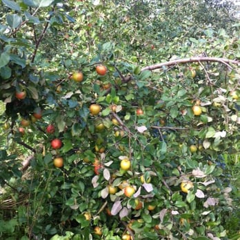 Elderkin's Farm Market - an apple tree full of apples - Farmers Market Near Me - Wolfville, Nova Scotia Elderkin's Farm Market - an apple tree full of apples - Farmers Market Near Me - Wolfville, Nova Scotia