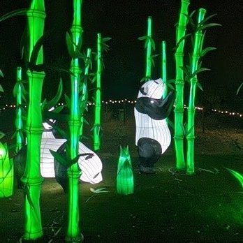 Zoolights - A person is seated on the ground among glowing green bamboo-like light installations at night, with a dark sky and distant lights in the background. - Zoos Near Me - Phoenix, Arizona