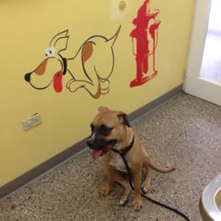 Miramar Animal Hospital - Gromit when he hurt his paw and needed expert help! So happy Dr. Arce was there for us!
