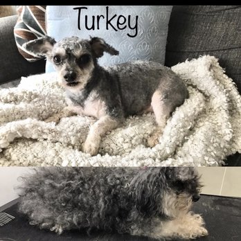 Parker's Doghouse - Pet Groomers Near Me - New York, New York