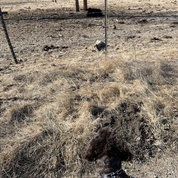 Sycamore Grove Park - Dog friendly! Might see some cows along the way - Parks Near Me - Livermore, California Sycamore Grove Park - Dog friendly! Might see some cows along the way - Parks Near Me - Livermore, California