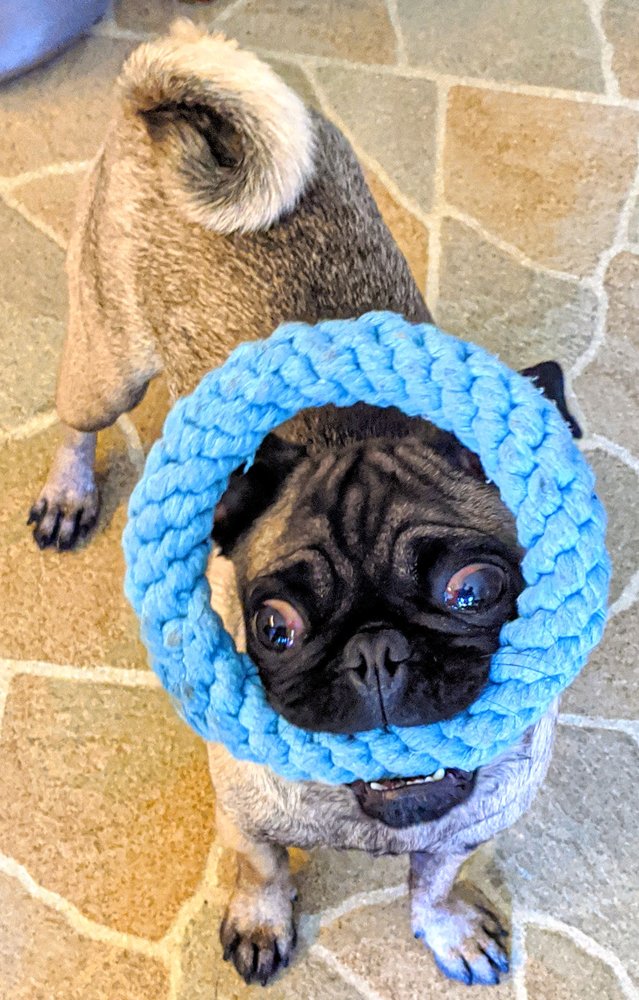 TOP DAWG PET GROOMING Updated May 2024 47 Photos & 16 Reviews