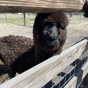 Black Barn Alpacas - Attraction Farms Near Me - Finksburg, Maryland