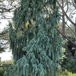 Beautiful Atlas Cedar Beautiful Atlas Cedar
